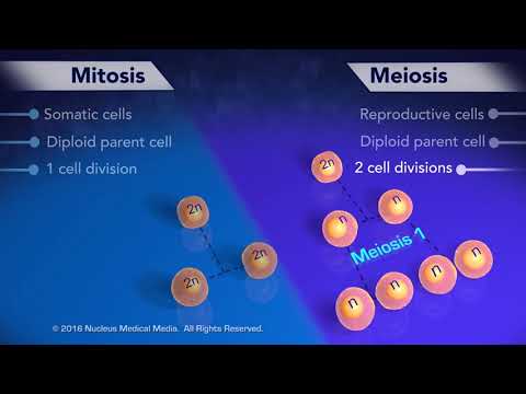 Mitosis vs Meiosis