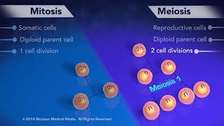 Mitosis vs  Meiosis