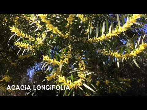 Acacia longifolia. Garden Center online Costa Brava - Girona.