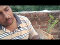 Water Rose Plant Purchase From Amazon Viralvideo Bonsai Water Plants NK Farming Technology