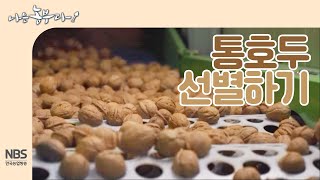 [나는농부다 219회] 오늘은 통호두 선별 포장 하는 날!