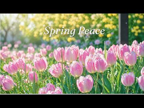 Beautiful Relaxing Piano Music for Stress Relief, Deep Focus & Study • MUSE & MIST