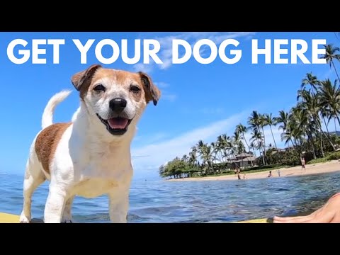 How to Avoid Pet Quarantine in Hawaii | Cost for Airport Release, How Long it Takes & Our Experience