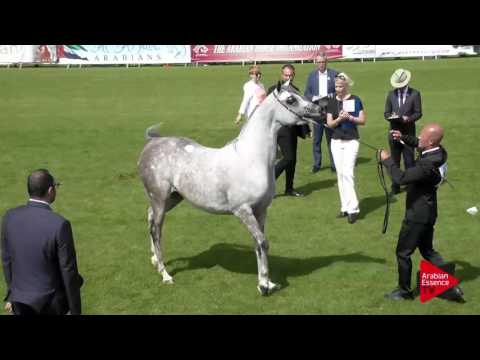 N.24 AJA ARABELLA - Chantilly 2017 World Cup - 3 Years Old Fillies (Class 3)