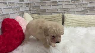 タイニープードルの動画01