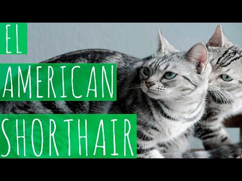 Chat Americain A Poil Court Caracteristiques Et Caractere Races De Chats Chat Americain A Poil Court Caracteristiques Et Caractere Races De Chats