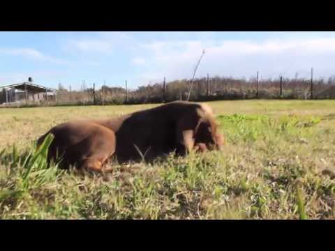 von Hannon Dobermann Kennel - Litter C (2)