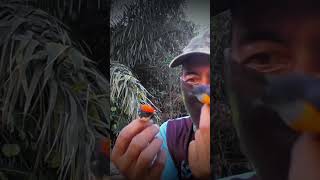 Download lagu Burung Kemade burung Bunga Api burung  Avatar Baret Merah burung Cit Keres #burcil #burung # #lucu mp3
