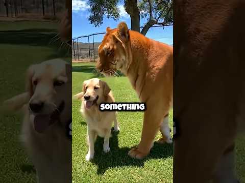 A Baby Tiger Was Born Without Stripes And The Mother Attacked It...