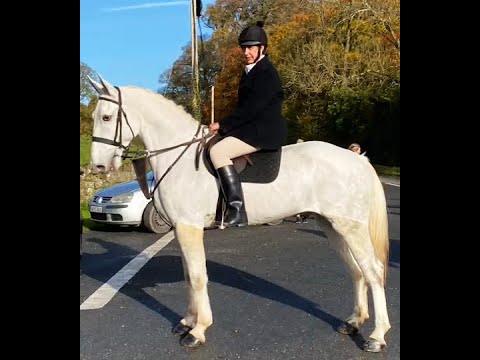 🌟 Top-potential Irish Draught 🌟 - Image 2