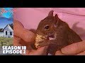 Bob Ross Absolutely Autumn Season 18 Episode 2