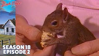 Bob Ross - Absolutely Autumn (Season 18 Episode 2)