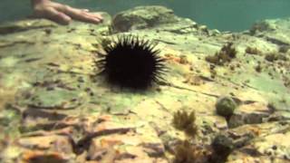 preview picture of video 'Подводная бухты Анна. Ливадия. Underwater.'