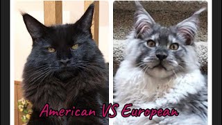American Maine Coon vs European Maine Coon