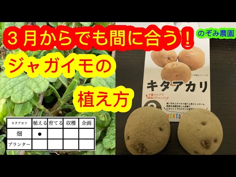  2023 年のジャガイモの植え付け時期は?それらをどのように選択すればよいでしょうか?正しく行うための簡単なヒント!  庭園