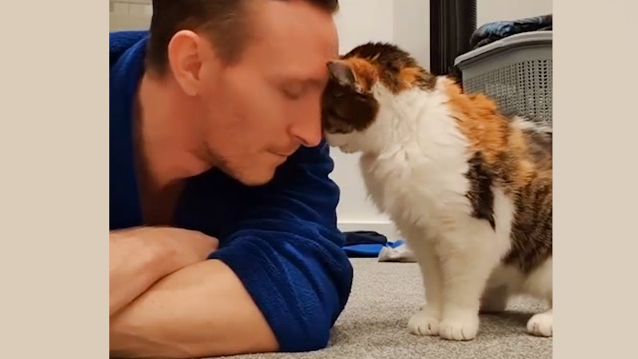 Have the love of a cat is to have the world  - Cute ways cats show their love for owner