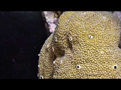 Ircinia variabilis