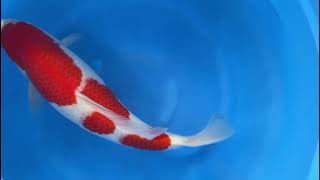 video van Sandan Kohaku KO-V24-1042