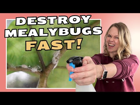 7 EFFECTIVE Ways to get Rid of Mealybugs on Plants