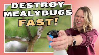 7 EFFECTIVE Ways to get Rid of Mealybugs on Plants