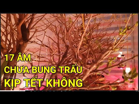 🔴 QBS22349 - THUỐC SIÊU KÍCH NỤ MAI VÀNG MIỀN BẮC | CÁCH LÀM CHO NỤ MAI VÀNG NHANH LỚN NỞ ĐÚNG TẾT