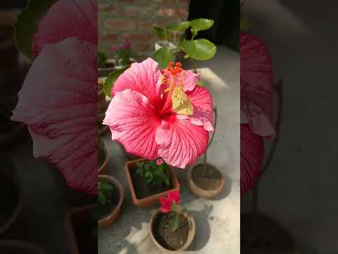 #beauty #roofgarden #hibiscus #subhro