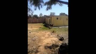 video guardog na mídia