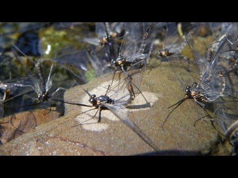 SuperHatch&Mating MayFly in Japan 