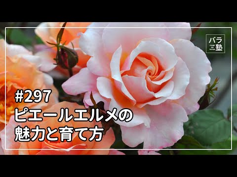 ヘミオネスの分布図