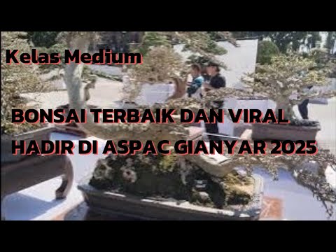 Bonsai Terbaik ASPAC Gianyar 2025  di Size Medium