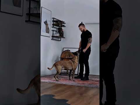 #k9#USA#dogsoftiktok#tactical#dogs#fyp#malions#DogTraining#viral#k9unit#trending#trainingdog#asmr