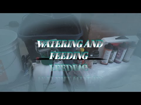 Watering and Feeding the Autoflowers