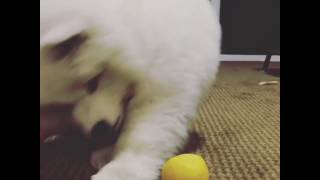 animale un caine dragut