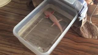 Floating Axolotl. Fridge treatment.