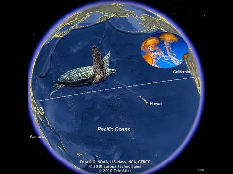 Sea Turtle Lesson #4 –Migration & Navigation