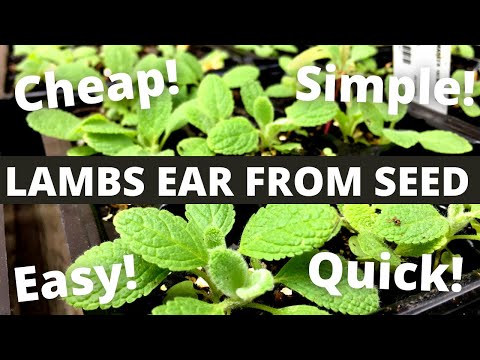 image-What can I plant with lamb's ear?