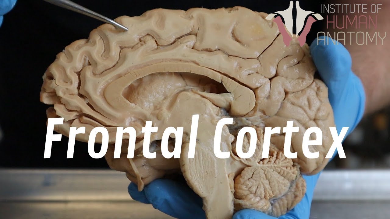 Why Teenagers Are Reckless...