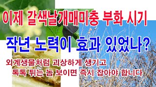이제 갈색날개매미충 부화 시기... 작년 노력이 효과있었나? 외계생물처럼 생긴 괴상한 것이 톡톡 튀면 즉시 …