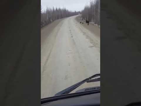 В Якутии медведица с тремя медвежатами вышла на трассу