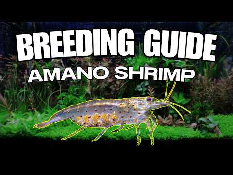 2025 How to *ACTUALLY* Breed Amano Shrimp