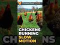 Chickens Running In Slow Motion