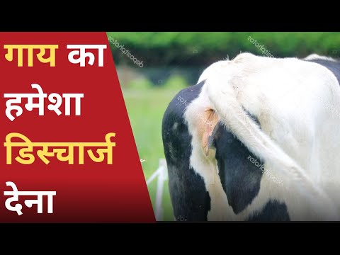 गाय का हमेशा डिस्चार्ज देना | Vaginal Discharge in Cow