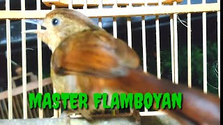 Download lagu Burung Flamboyan Gacor Ngebren Rapat Nyerecet cocok buat pancingan agar cepat Nyaut mp3