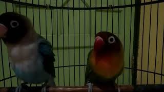 Download lagu TIPS Ampuh atasi lovebird GEMBOS telat NGEKEK mp3