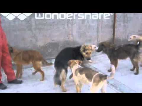 Prison Break!   فرار از زندان  Vafa Animal Shelter - Iran Puppies