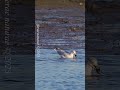 Ring Billed Gull Goes Clamming Wildlife Birdlovers Seagull Predatory
