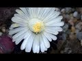 Lithops salicola "Bacchus"  flowering