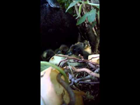 Schlüpftag oder die aus den Eiern kamen