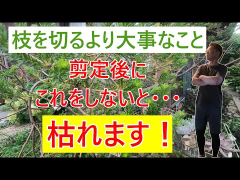 黄色くなったThujaの生垣：復活させることはできるでしょうか？どのような治療法を節約すればよいでしょうか？  庭園