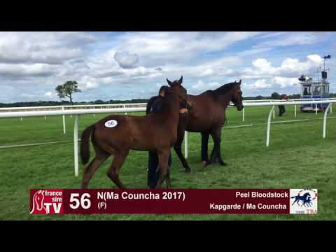 TBA Foal Show 2017 - Lot 56 - F17 - Kapgarde & Ma Councha